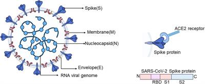 Antibodies and Vaccines Target RBD of SARS-CoV-2